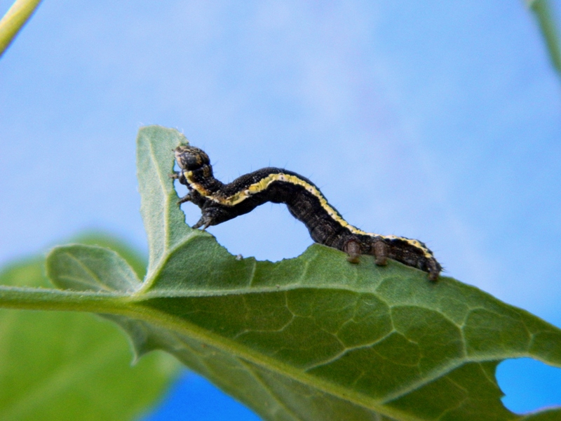 Acontia (Emmelia) trabealis - Ciclo vitale - Viadana (MN)